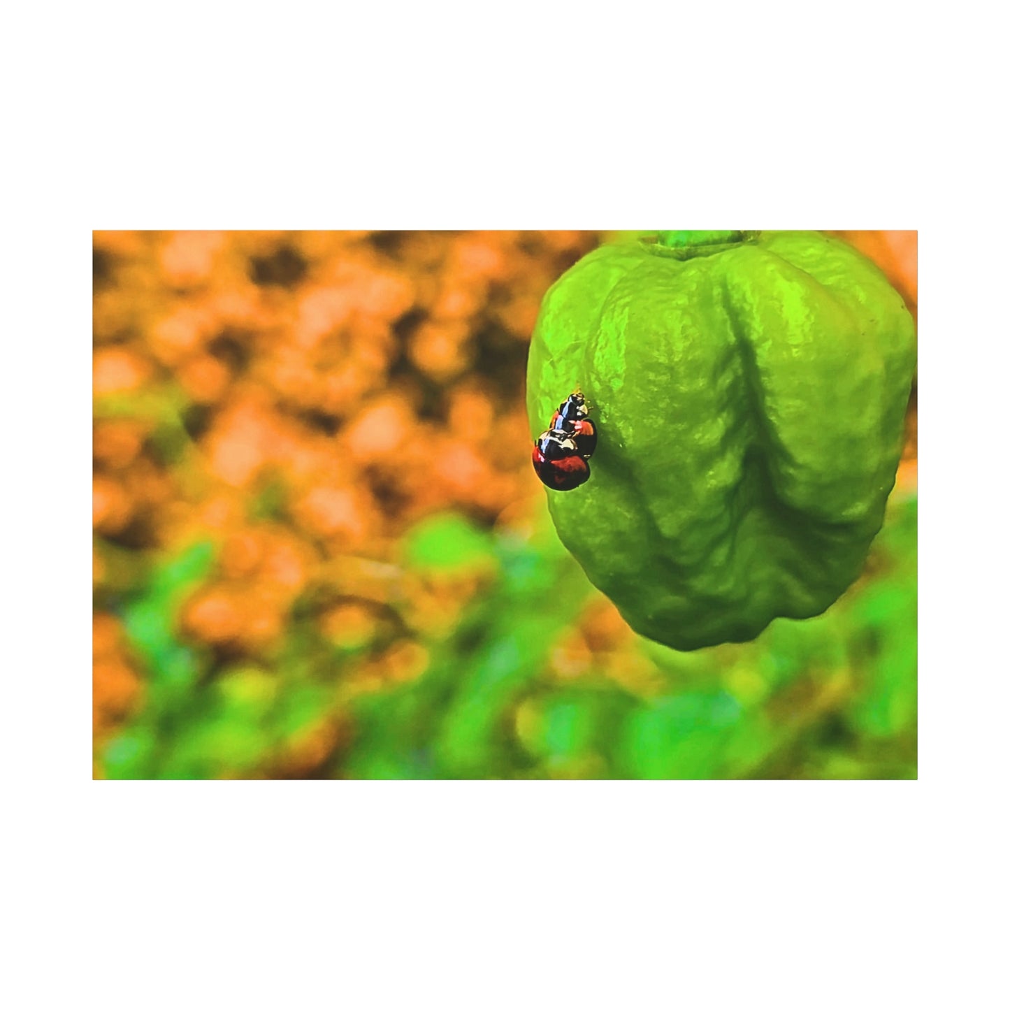 Spicy Bug Love | Matte Canvas, Stretched, 1.25"