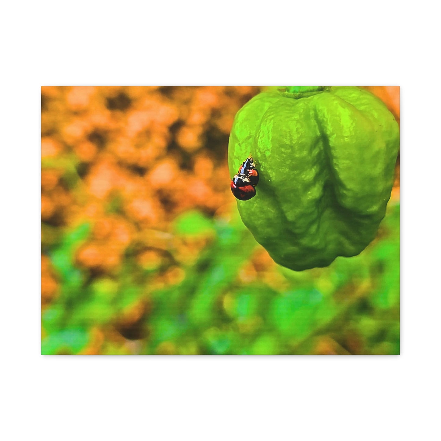 Spicy Bug Love | Matte Canvas, Stretched, 1.25"