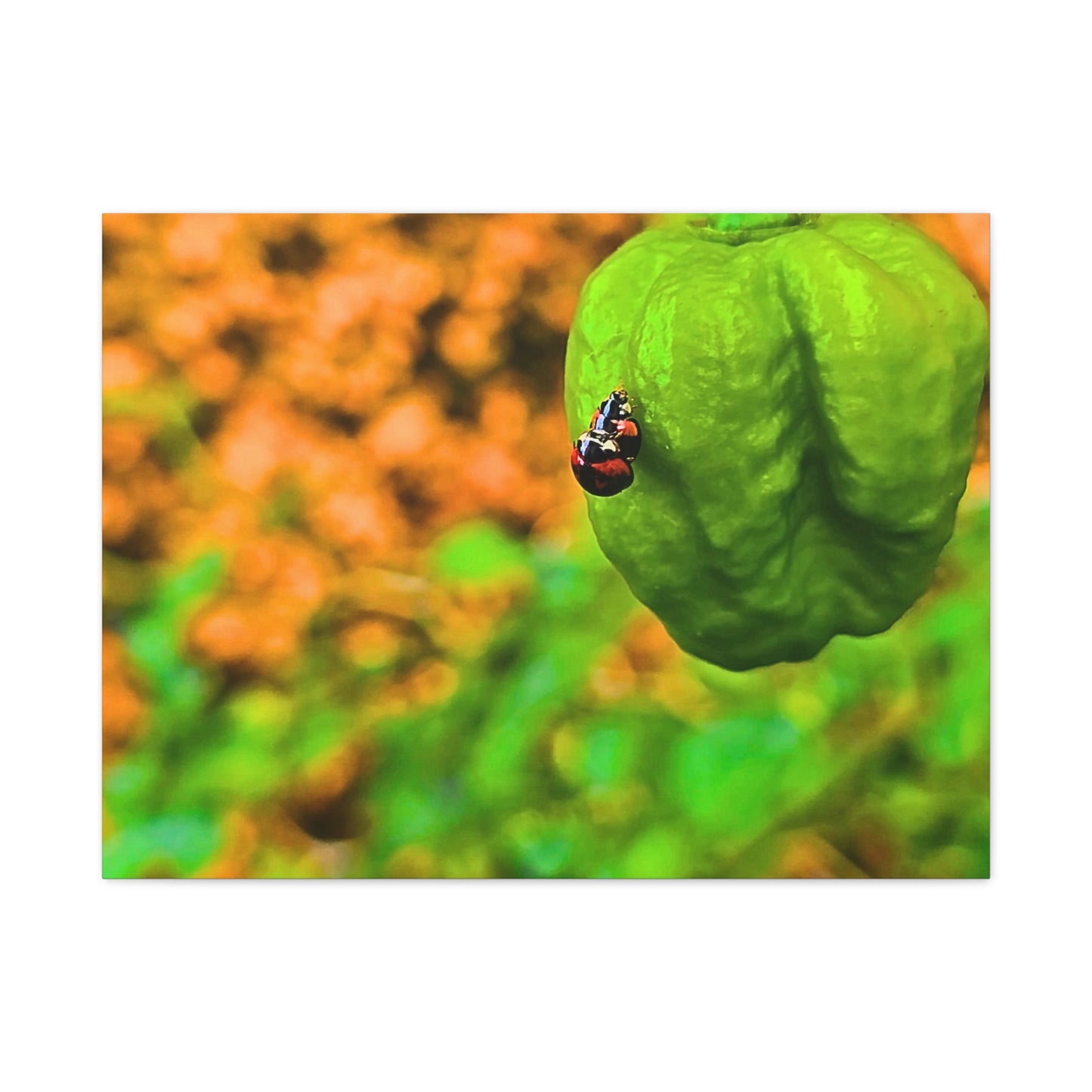 Spicy Bug Love | Matte Canvas, Stretched, 1.25"