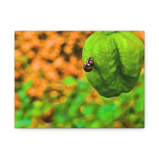 Spicy Bug Love | Matte Canvas, Stretched, 1.25"