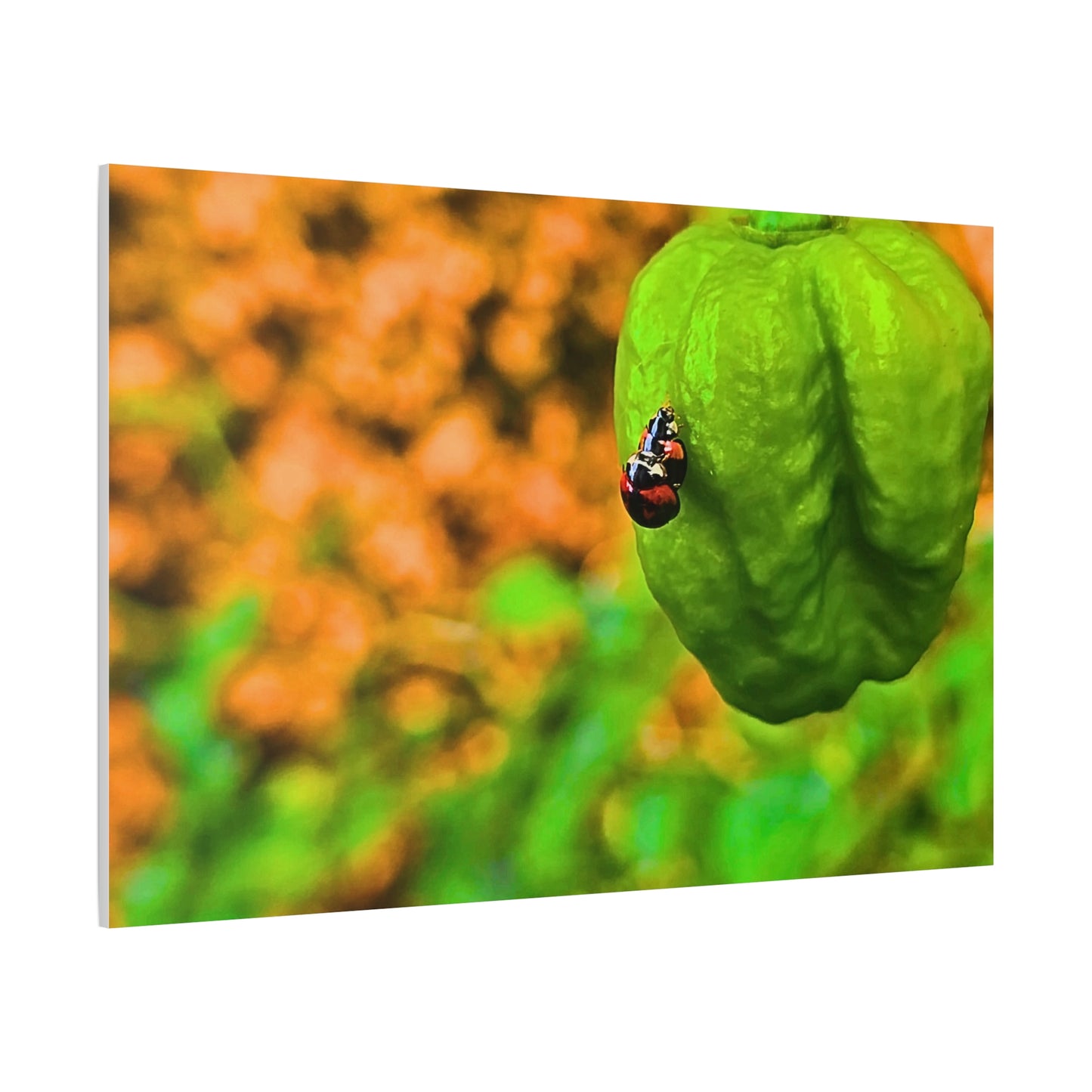 Spicy Bug Love | Matte Canvas, Stretched, 1.25"