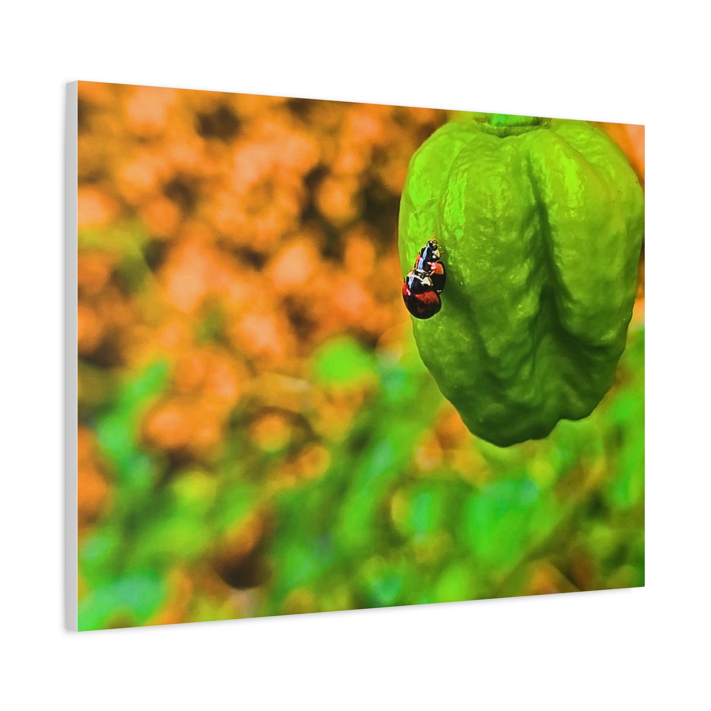 Spicy Bug Love | Matte Canvas, Stretched, 1.25"